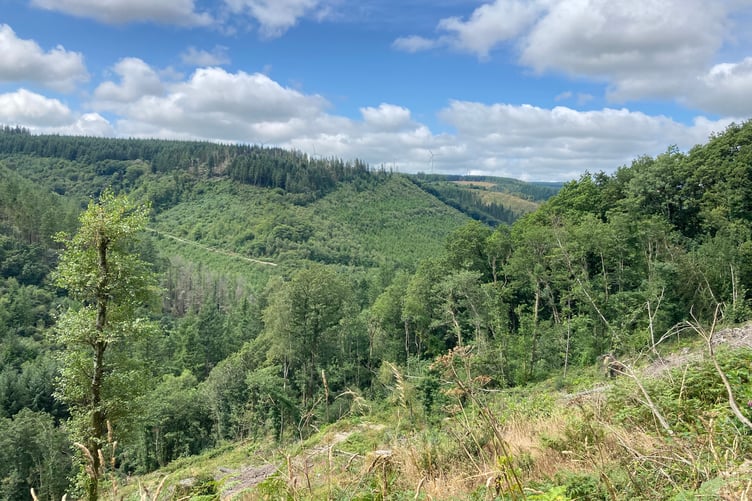 The Brechfa Forest, Carmarthenshire (pic by Richard Youle and free for use for wire partners)