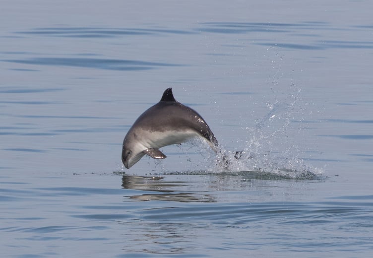 Harbour porpoise. Photo: Chrys Mellor