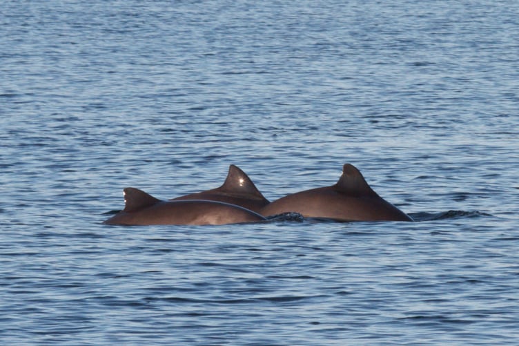 Harbour porpoise. Photo: WDC / Nicola Hodgins