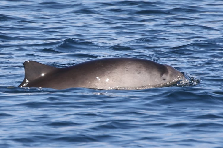 Harbour porpoise. Photo: WDC / Nicola Hodgins