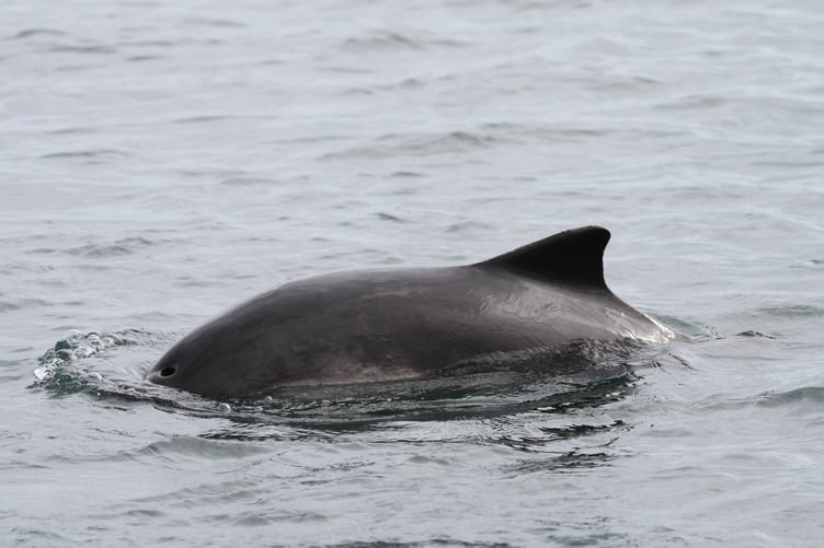 Harbour porpoise. Photo: WDC / Nicola Hodgins