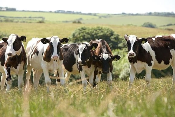 Search on for Welsh dairy industry champion
