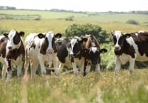 Search on for Welsh dairy industry champion