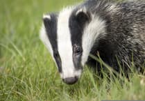 TB experts call for overhaul of badger strategy in Wales