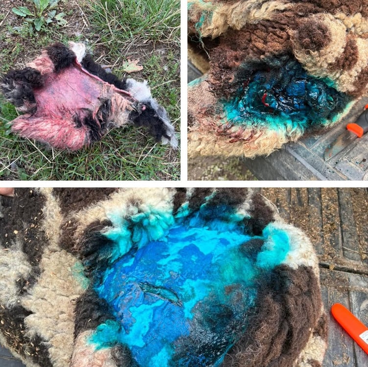 NWP Rural Crime Team image of the sheep attacked at Dinas Dinlle