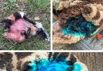 Sheep attacked in Gwynedd: Info sought