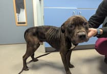 RSPCA condemn 'heartbreaking' neglect of two dogs