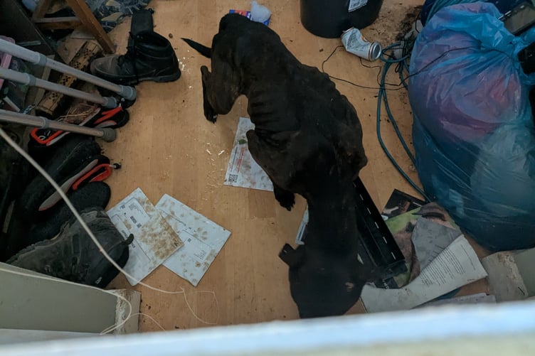 The RSPCA view of the conditions Charlie was living in through the letterbox