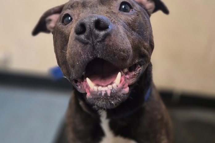 Charlie is recovering after being rehomed at Llys Nini Branch