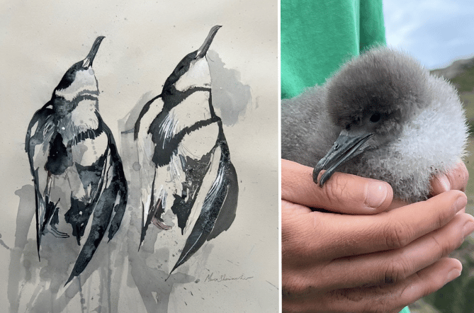 Left, a painting of Manx shearwaters and right, a Manx shearwater chick
