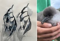 Aberystwyth professor reveals nocturnal lives of birds in new exhibition