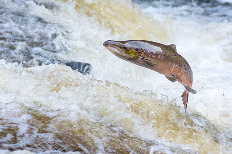 Salmon levels in all of Wales 22 main rivers are considered ‘at risk’