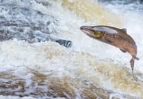 Action needed to protect salmon in our rivers