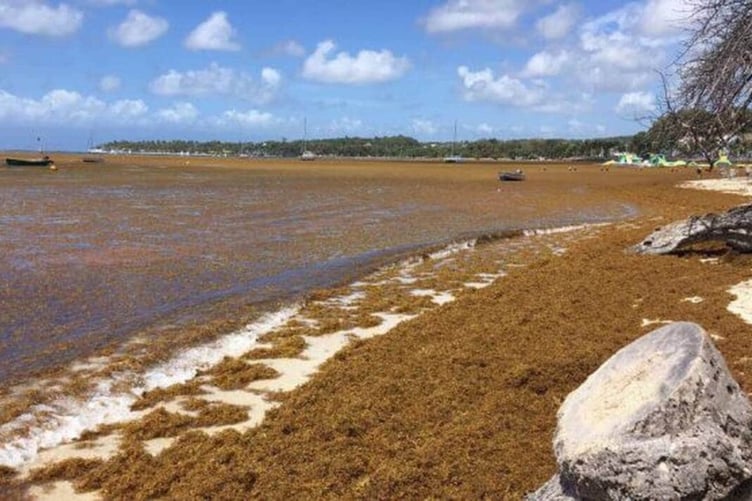 Green seaweed (Ulva) accumulation on a French coastline. The first challenge is not to assume that stranded biomass is immediately a usable construction material: it must be cleaned, stabilised and characterised.