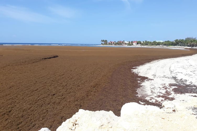 Sargassum accumulation along a Caribbean shore.