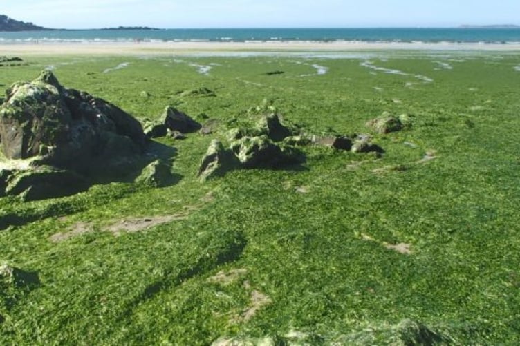Sargassum accumulation along a Caribbean shore.