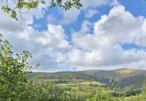 Police investigate theft of 100 sheep