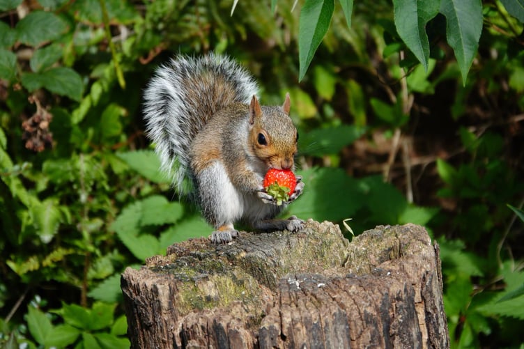 Squirrel