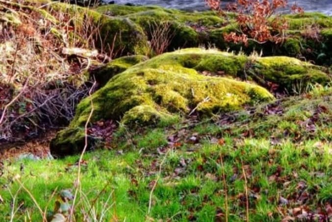 Golden Teifi riverbank in Llandysul by Robert Winter
