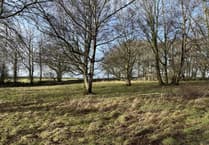 Plans submitted for 11 glamping pods in woods consider bats
