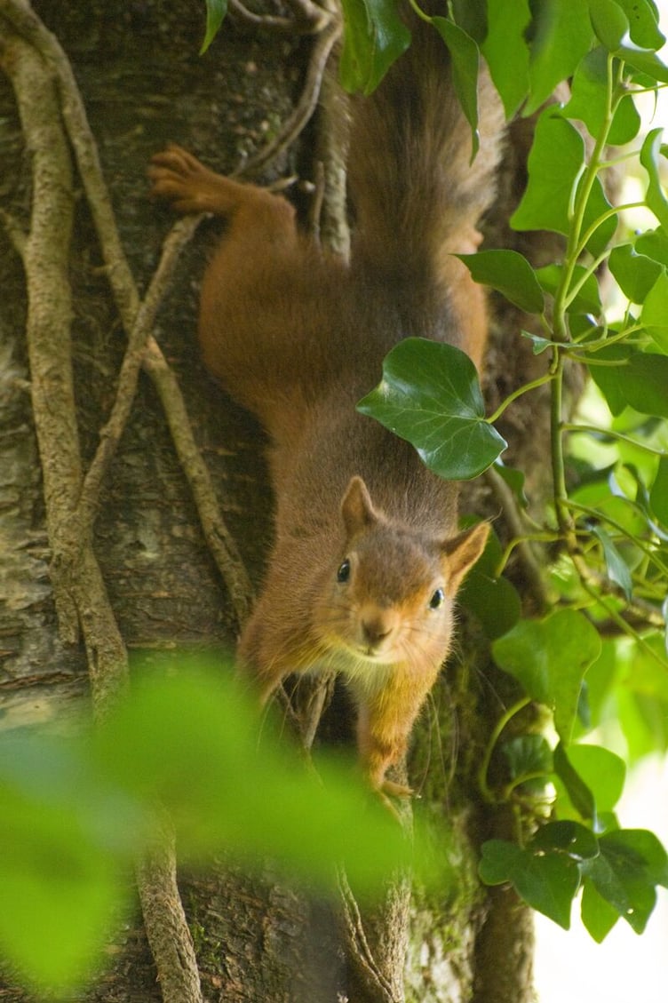 A red squirrel. Photo: NRW