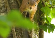 Red squirrels and pine martens boosted in Gwynedd