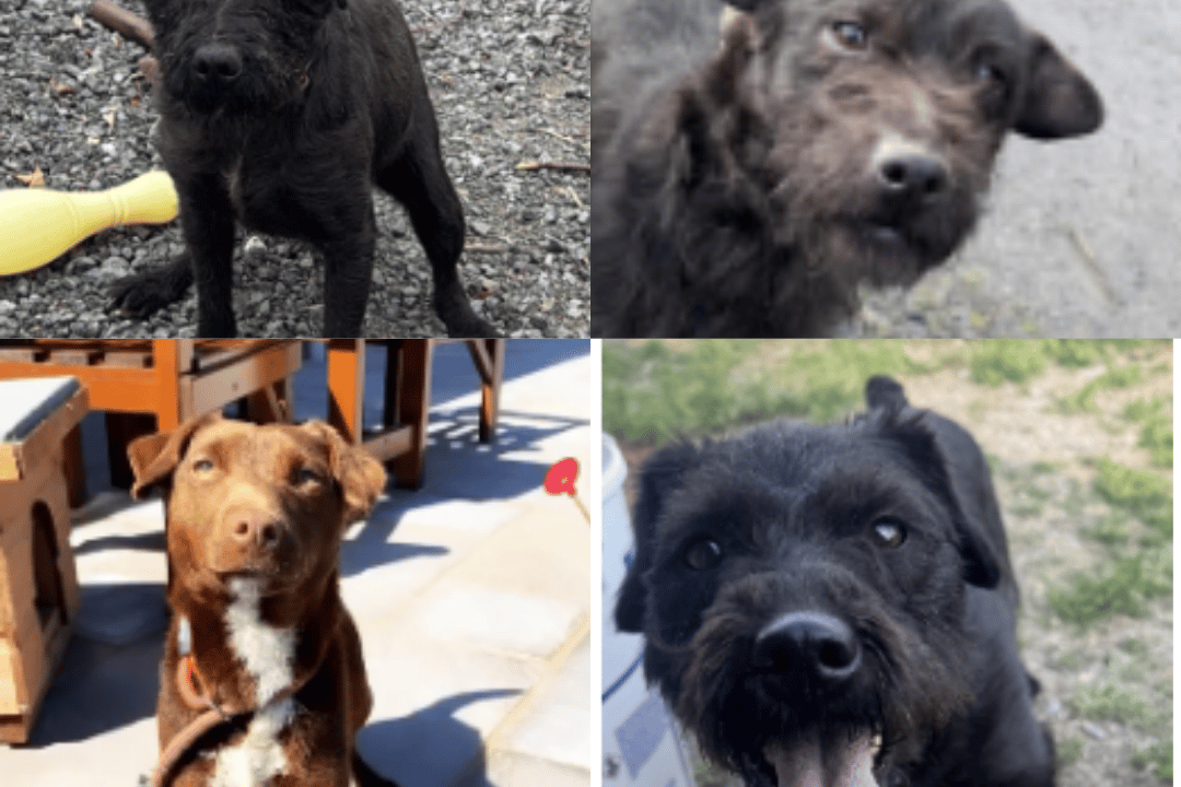 Four Patterdale terriers stolen in Powys burglary