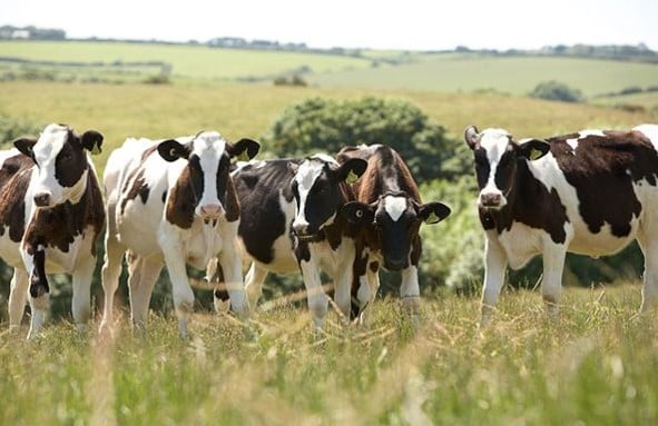 cows