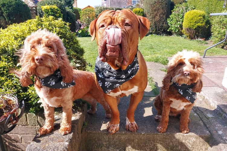 Lisa's dogs, Buster Bailey and Hettie