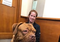 Targeting XL Bully won’t solve dog aggression, new study warns