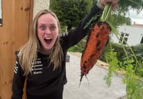 Is Llanwnnen woman's carrot Ceredigion's biggest?