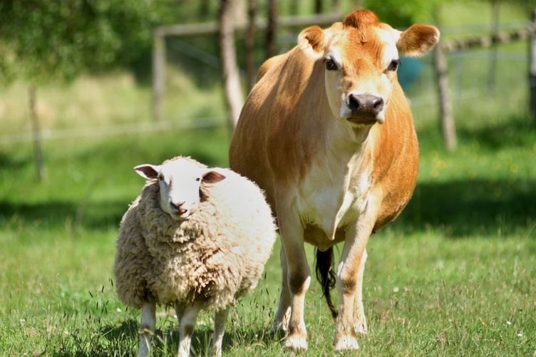 A lamb and a calf