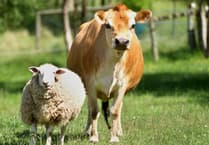 Bluetongue confirmed on more than 500 Welsh farms